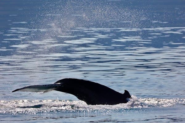 Special Tours Akureyri