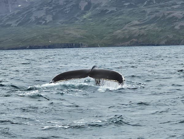 Keli Sea Tours - Whale Watching Akureyri