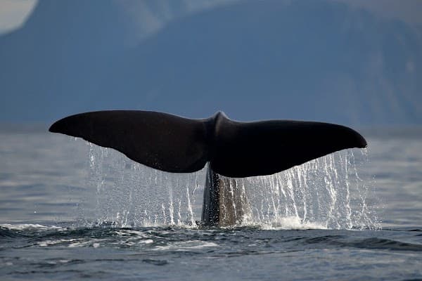 Sami Experience in Alta