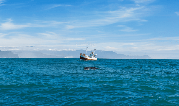 Friends of Moby Dick - Whale Watching