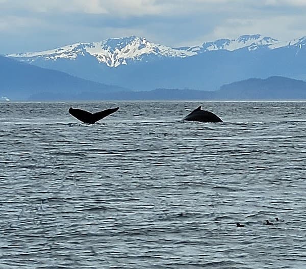 Alaska Shore Excursions