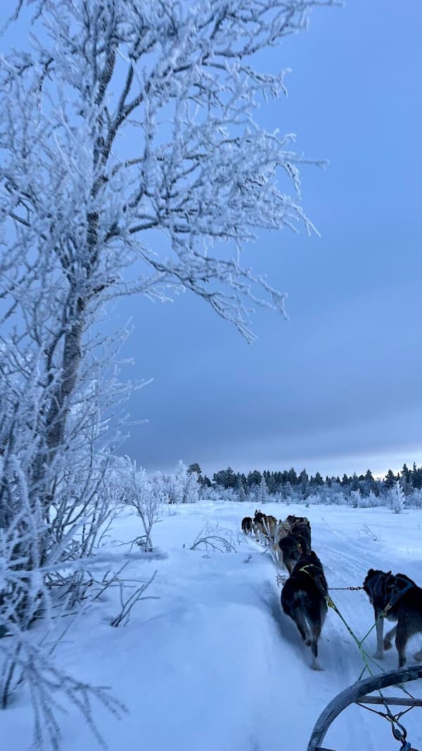 Kiruna Sleddog Tours