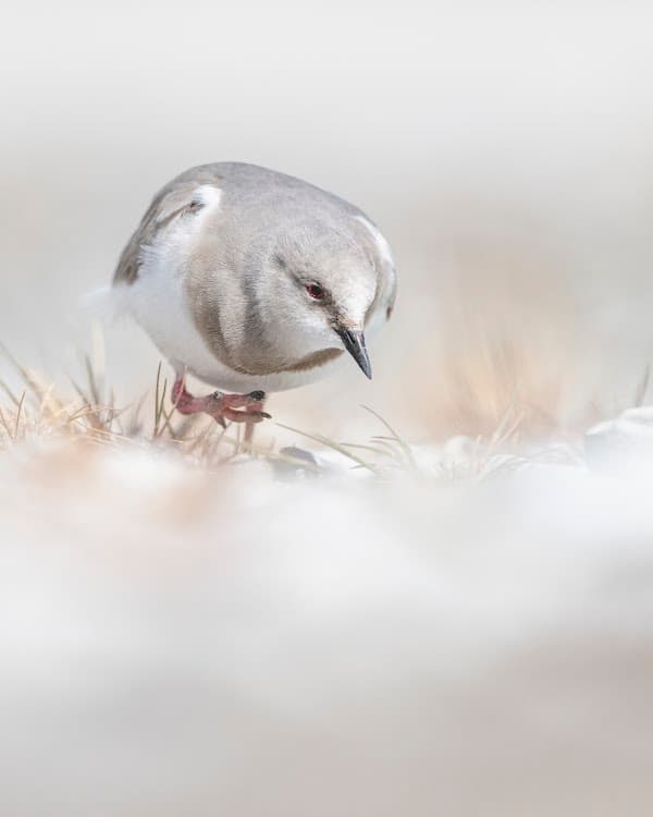 Errática Birding & Expeditions