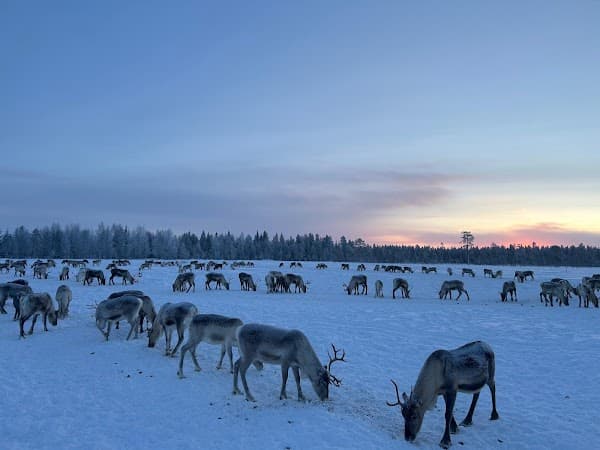 Living with reindeer tours
