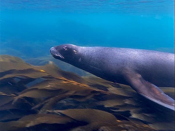Stewart Island Snorkel